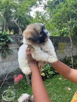 Shih Tzu Puppies (Tri Color)