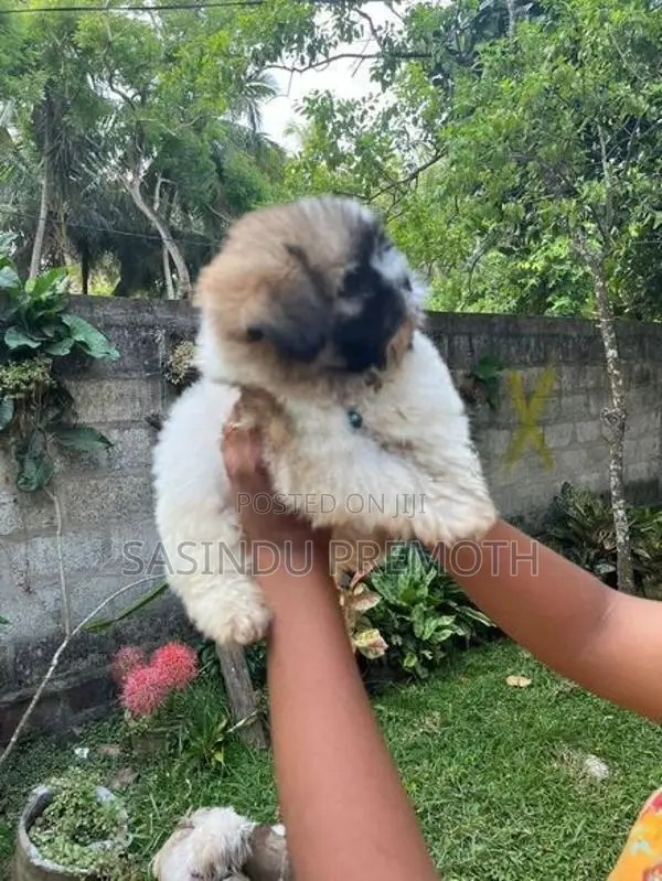 Shih Tzu Puppies (Tri Color)