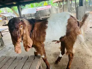 Male Goat
