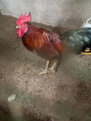 Farm Chickens