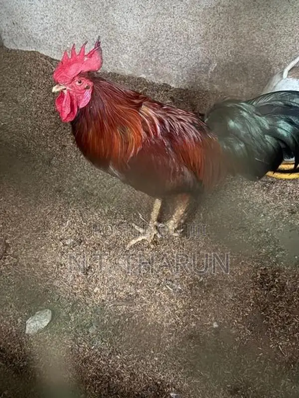 Farm Chickens