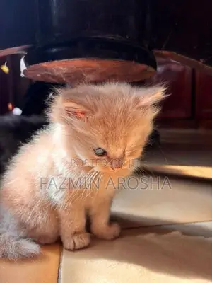 Persian Cat