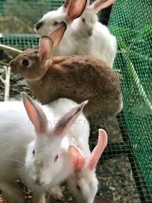 Rabbits