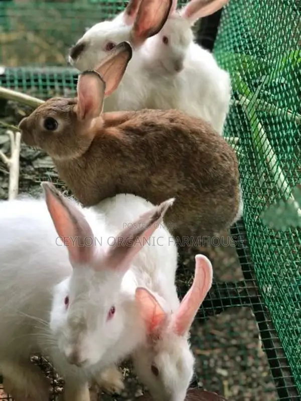 Rabbits