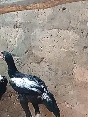 Rooster