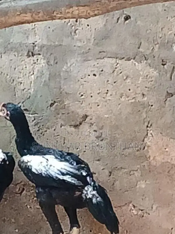 Rooster