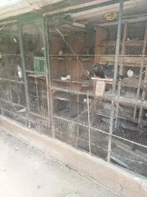 පරවියන්