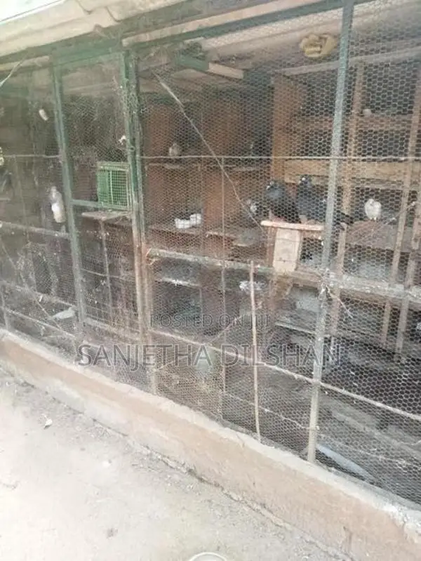 පරවියන්