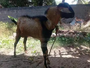 ஆடு - Goats