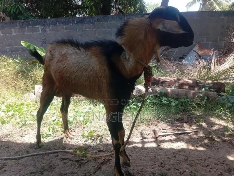 ஆடு - Goats