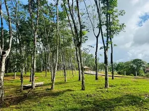බැල්ලපිටිය වල්පිට පාරෙන් වටිනා බිම්කොටස්