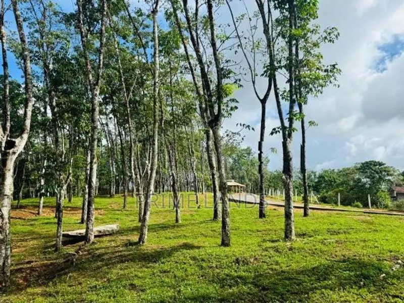 බැල්ලපිටිය වල්පිට පාරෙන් වටිනා බිම්කොටස්