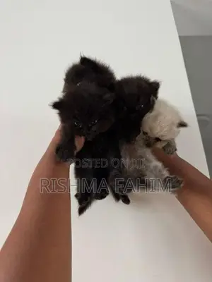 Persian Himalayan Mix Kittens