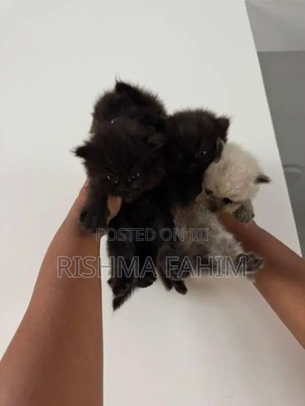 Persian Himalayan Mix Kittens