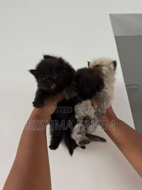 Persian Himalayan Mix Kittens