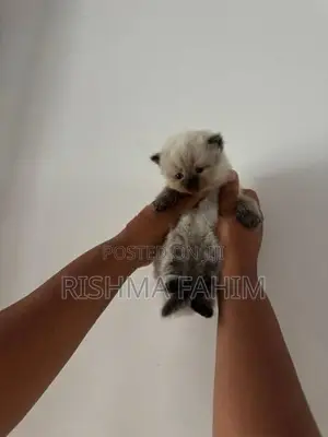 Persian Himalayan Mix Kittens