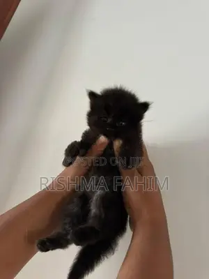 Persian Himalayan Mix Kittens