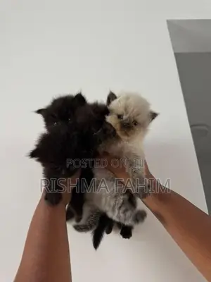 Persian Himalayan Mix Kittens