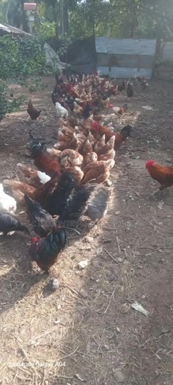 බිත්තර කිකිලි