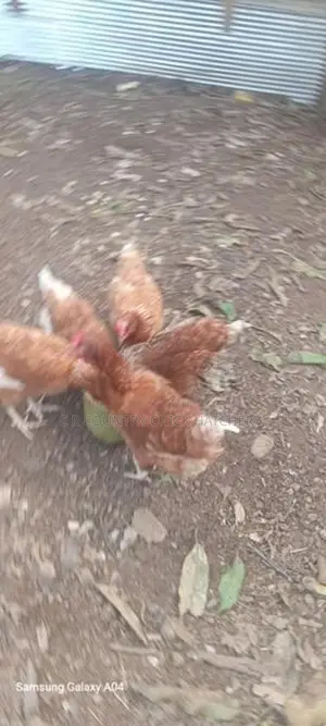 RIR Layer Chick