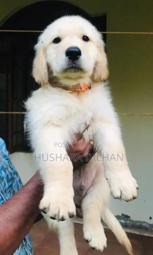 Golden Retriever Puppy