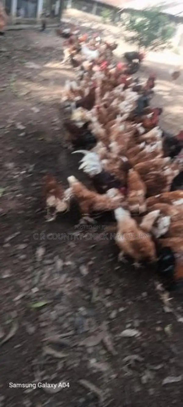 බිත්තර කිකිලි