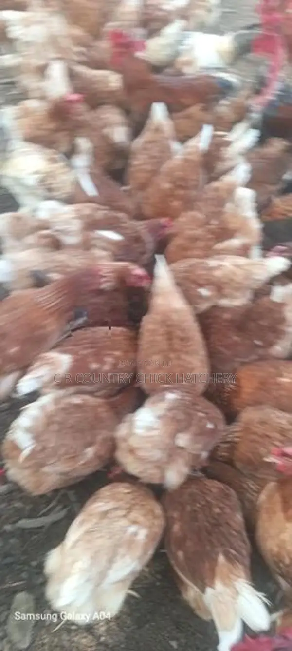 RIR Layer Chick