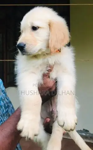 Golden Retriever Puppy