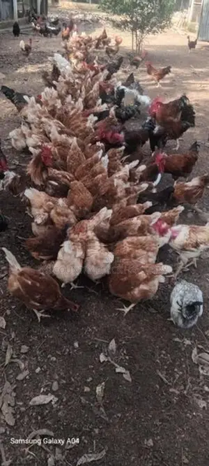 RIR Layer Chick
