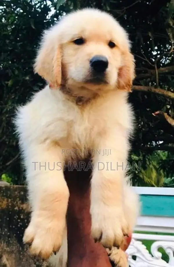 Golden Retriever Puppy