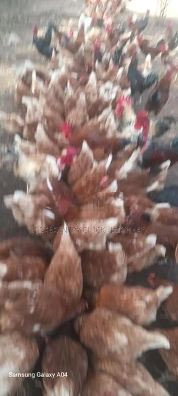 බිත්තර කිකිලි
