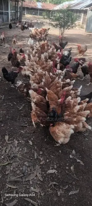 RIR Layer Chick