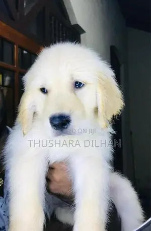 Golden Retriever Puppy