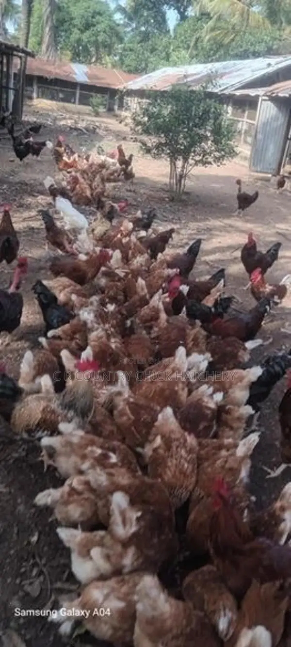 බිත්තර කිකිලි