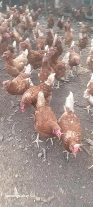 RIR Layer Chick