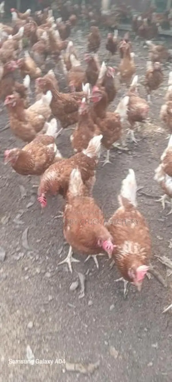 RIR Layer Chick