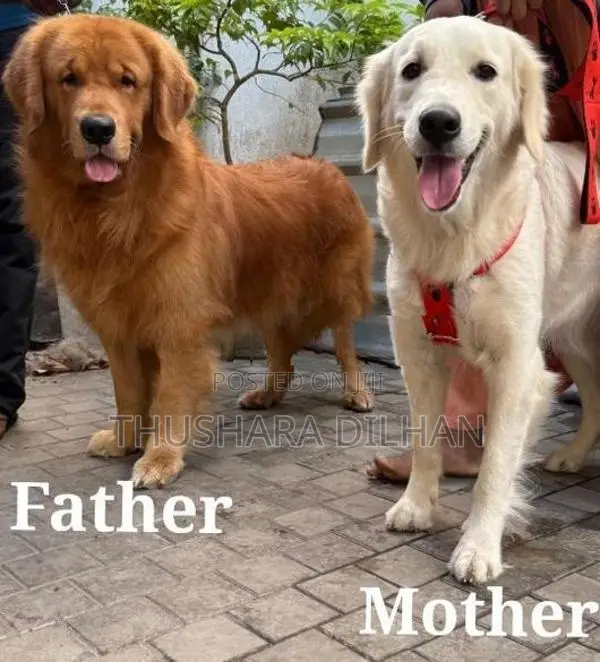 Golden Retriever Puppy