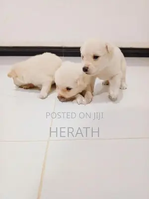 Pomeranian Puppies
