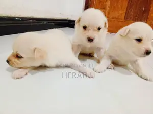 Pomeranian Puppies