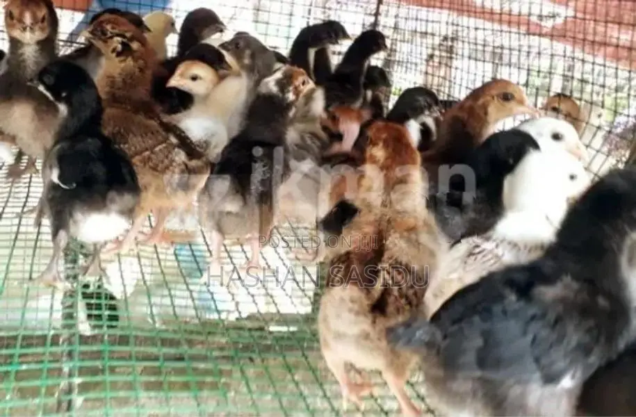 ගම්කුකුල් පැටව්න්