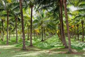 Land for Sale Kilinochi