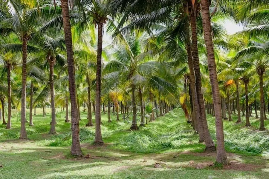 Land for Sale Kilinochi