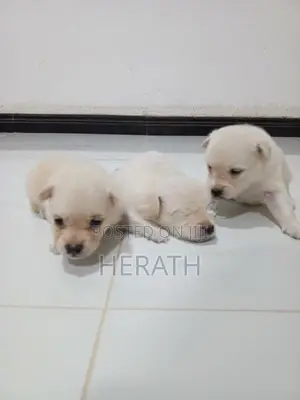 Pomeranian Puppies