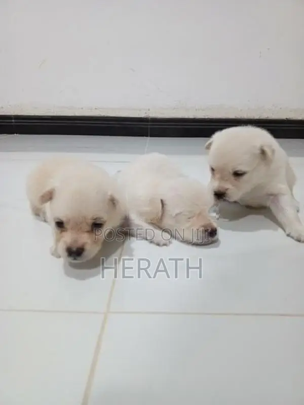 Pomeranian Puppies