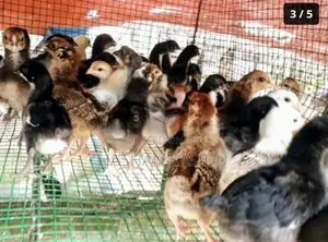 ගම්කුකුල් පැටව්න්