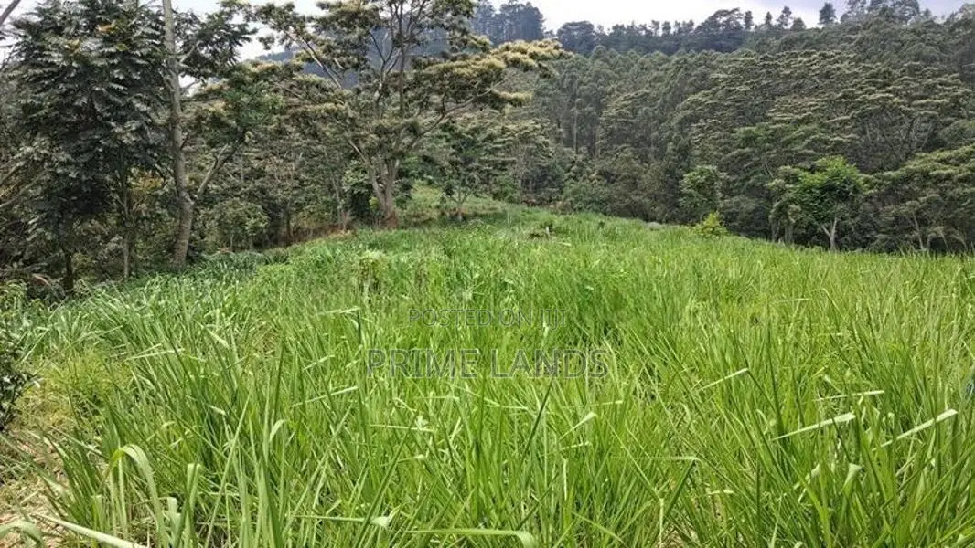 Valuable Land For Sale In Pussellawa
