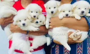 Lion Pomeranian Puppies