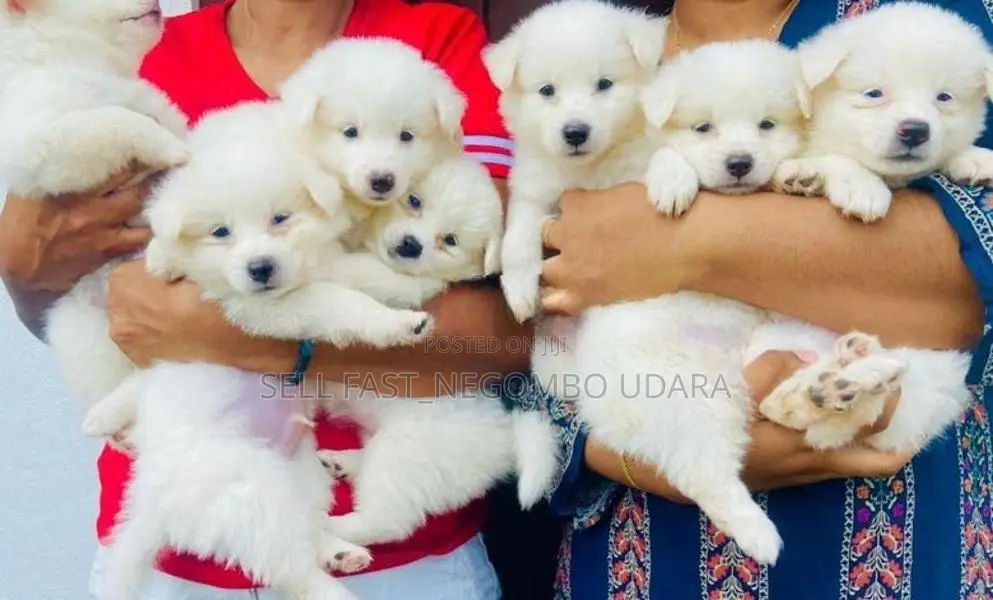 Lion Pomeranian Puppies