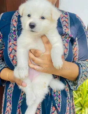 Lion Pomeranian Puppies