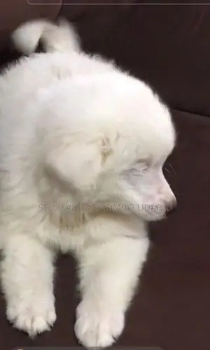 Lion Pomeranian Puppies